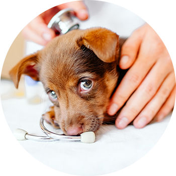 Paradise-Point-About-internal-img-1-5e4d4fc9d79de