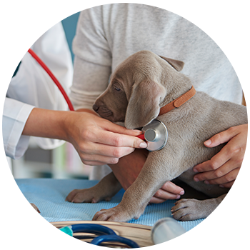 wellness-5e456924d106f