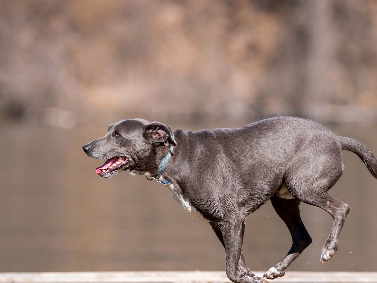 a healthy dog running