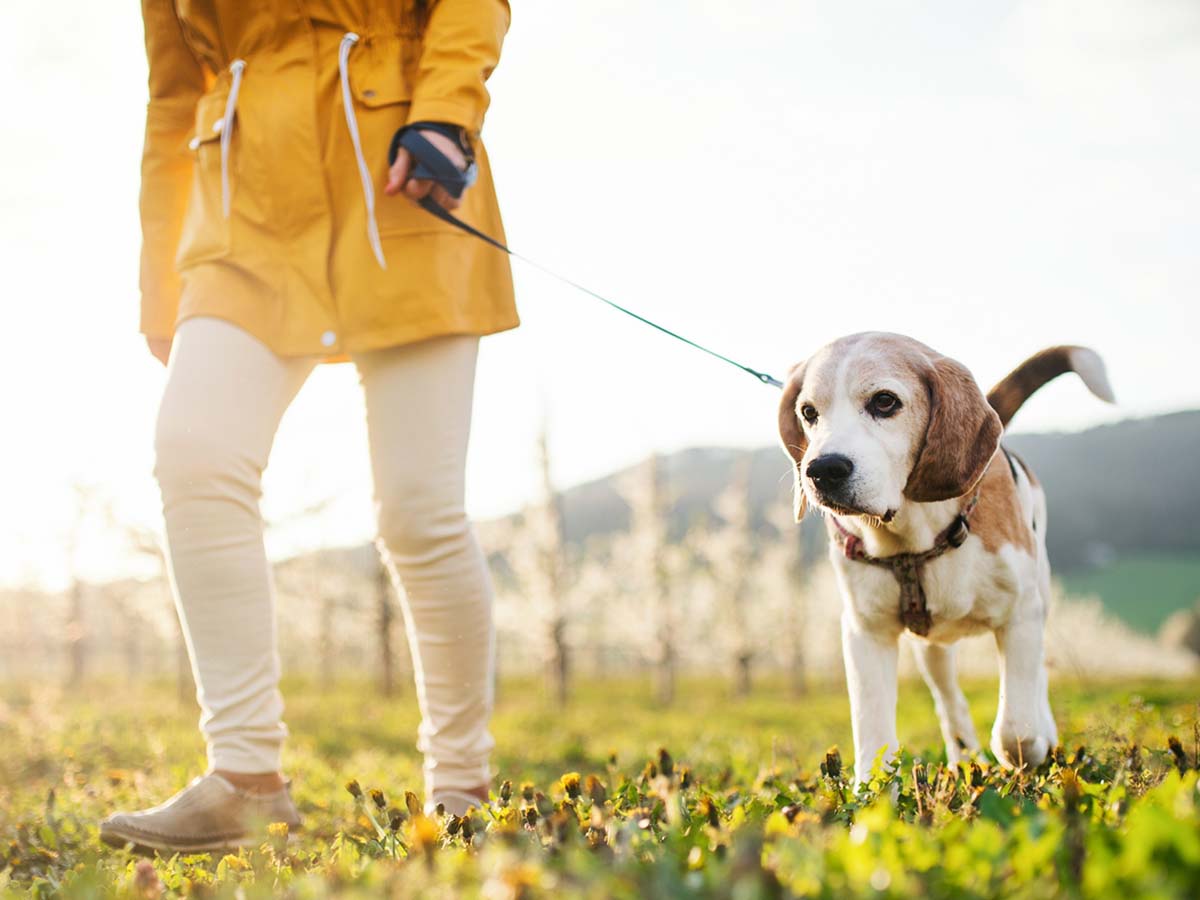 A woman walking her dog in a field