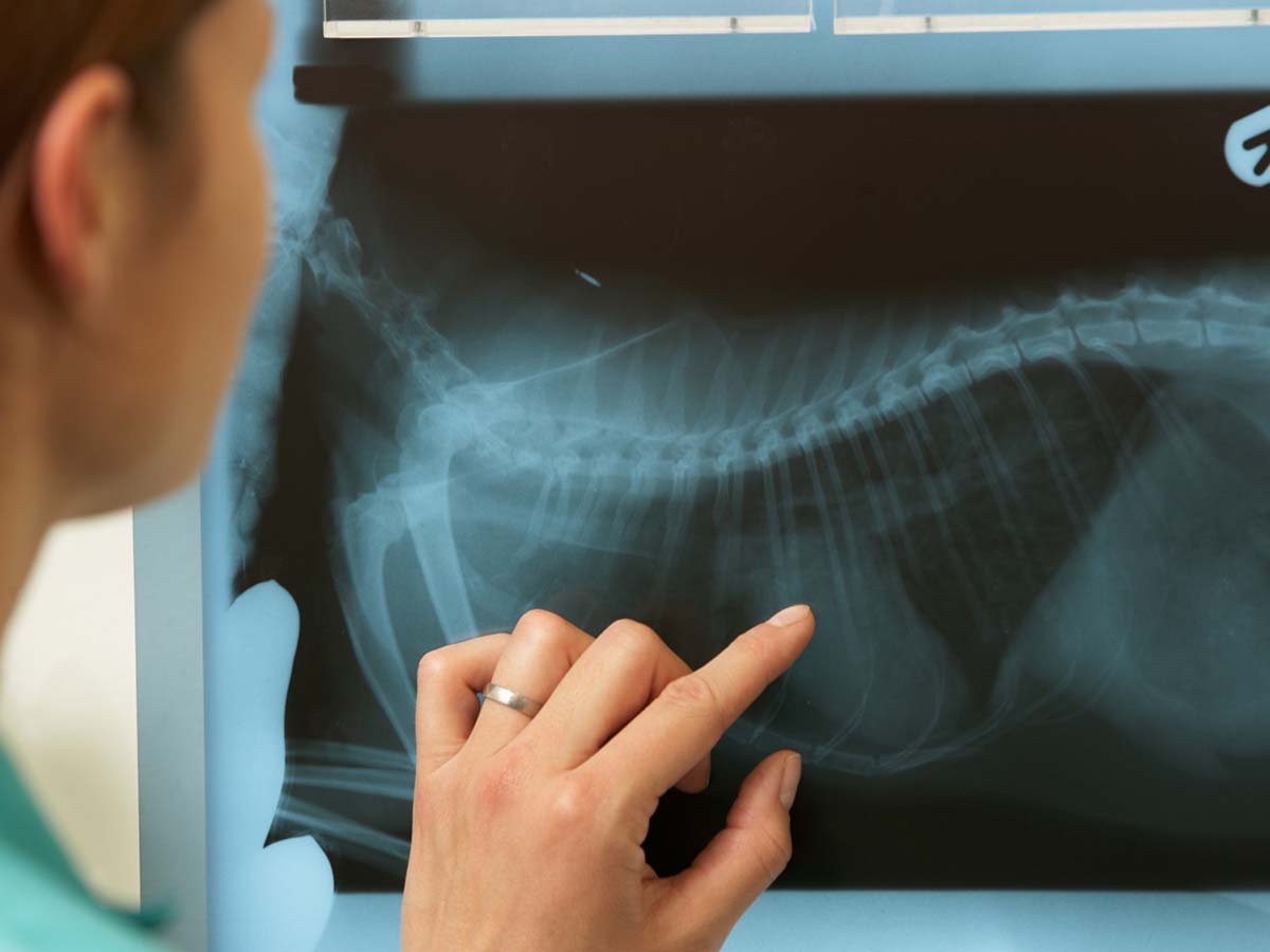 A scan of a pet's internal injury