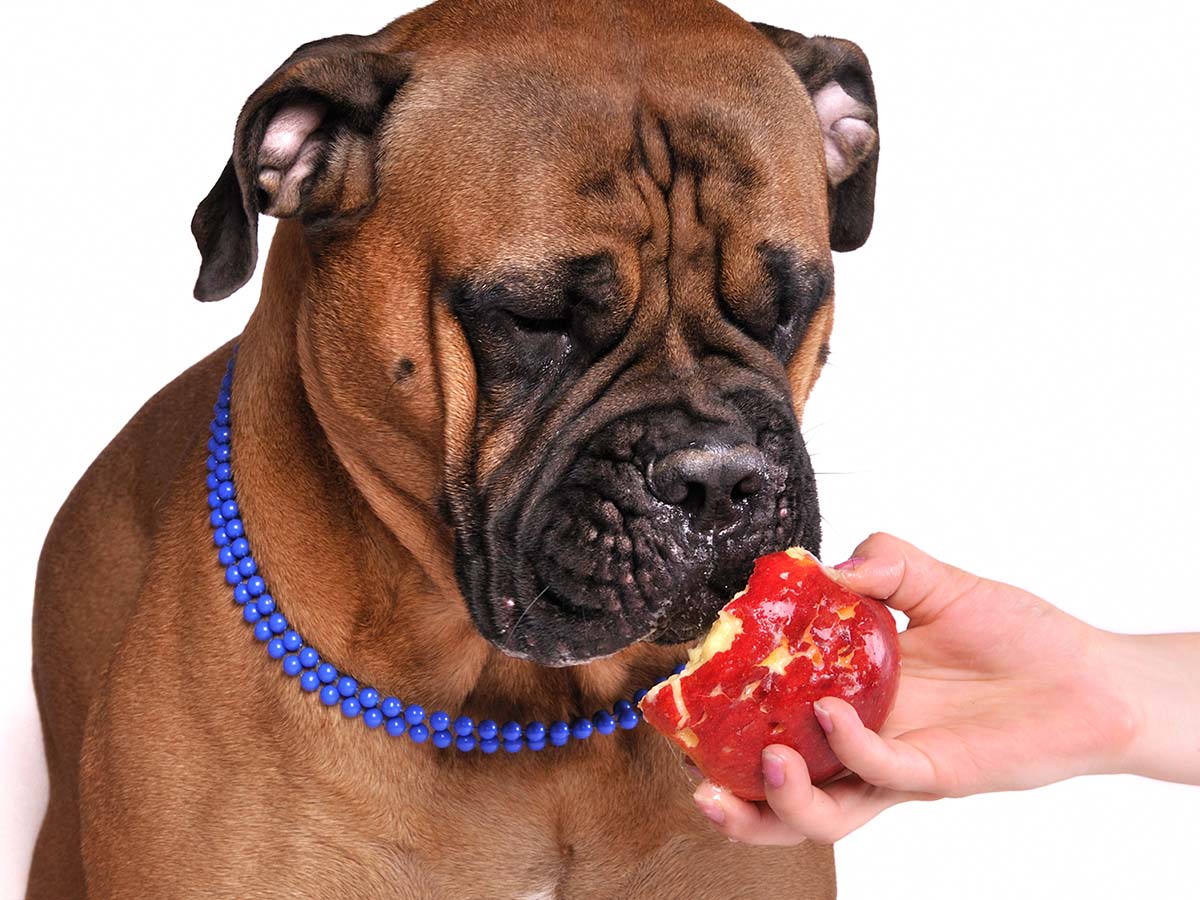 a dog eating an apple out of a hand