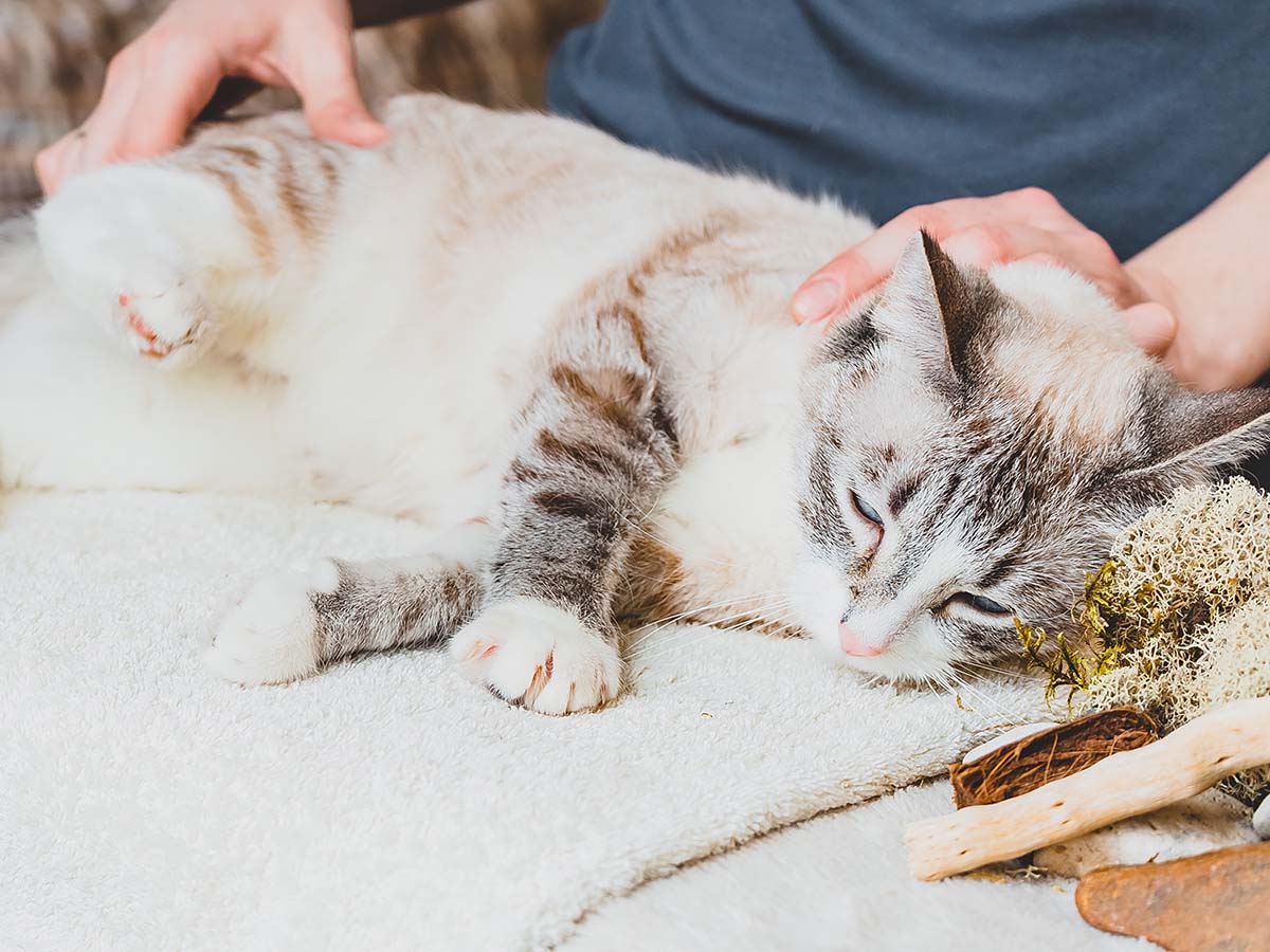 a kind human massaging a cat