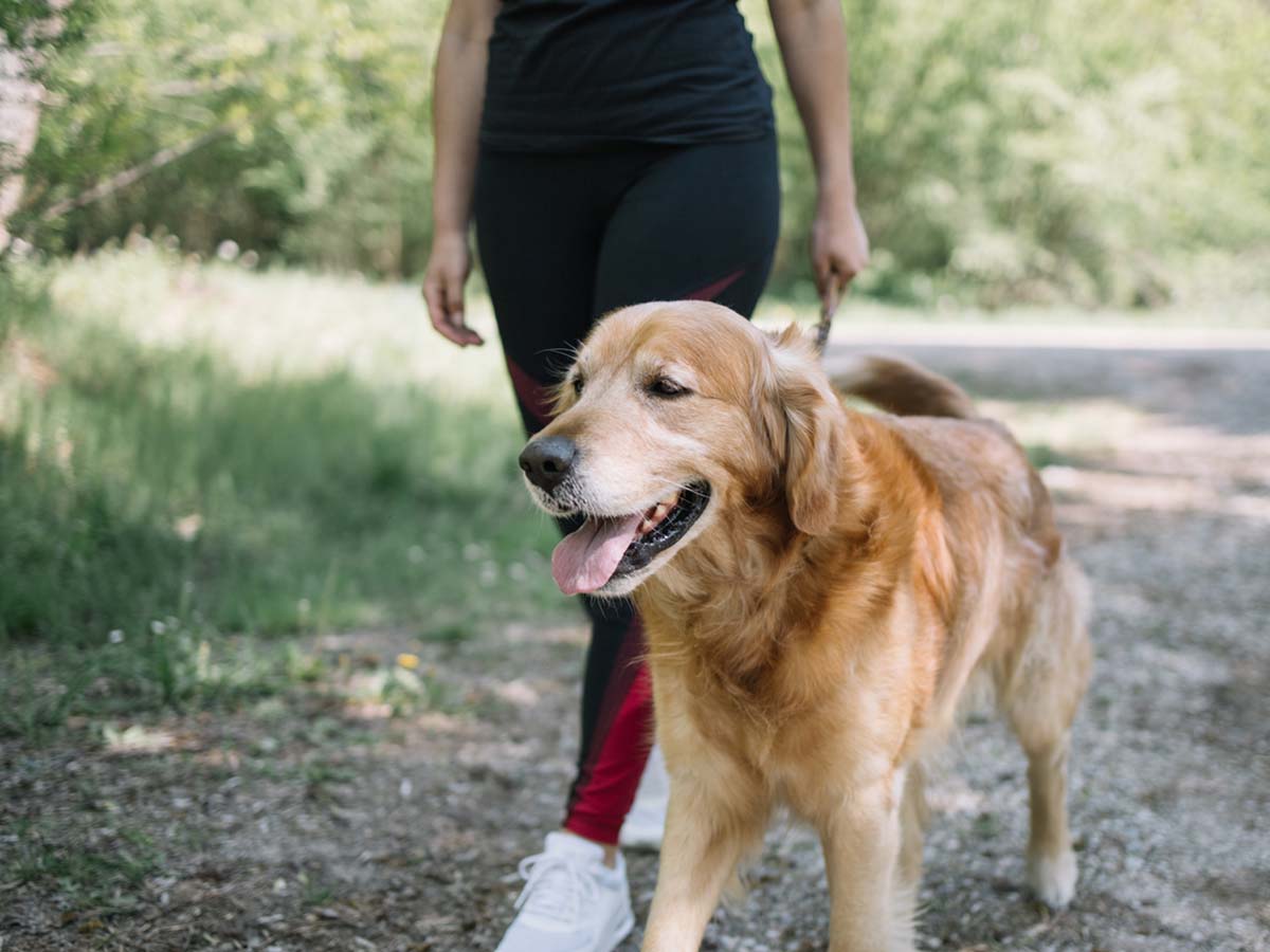 a happy dog walking with pain-free joints