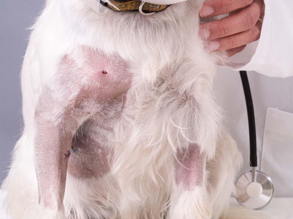 a dog showing off his patchy battle scars