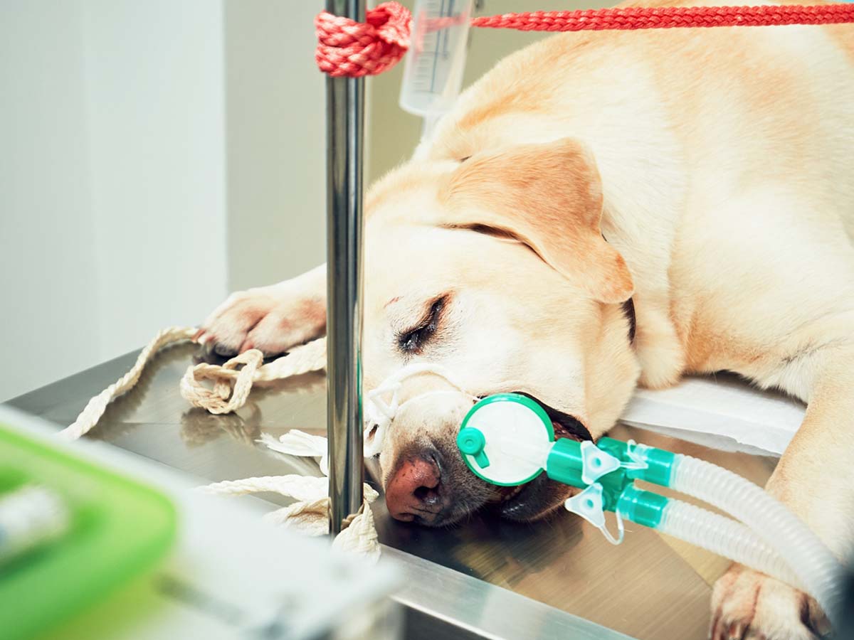 an old dog being put down :(