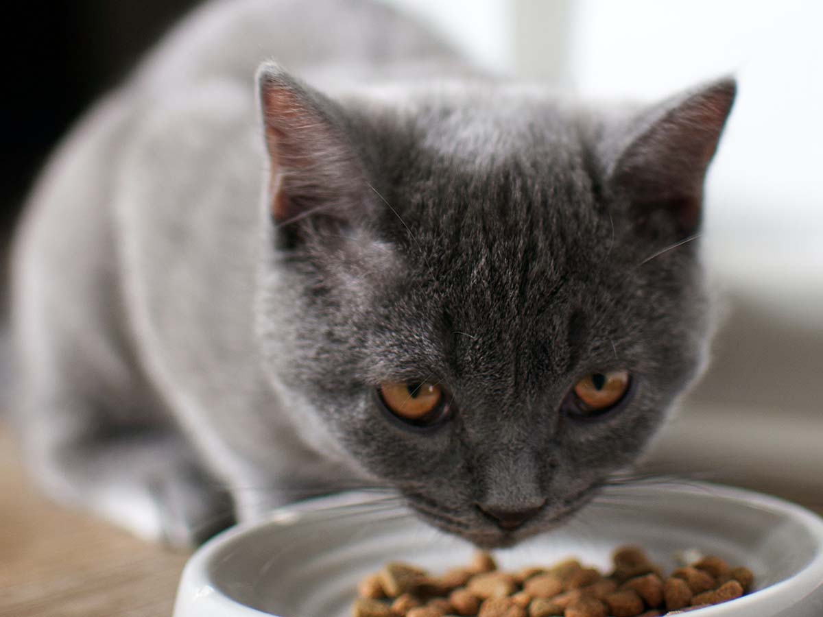 a cat eating food out of a dish