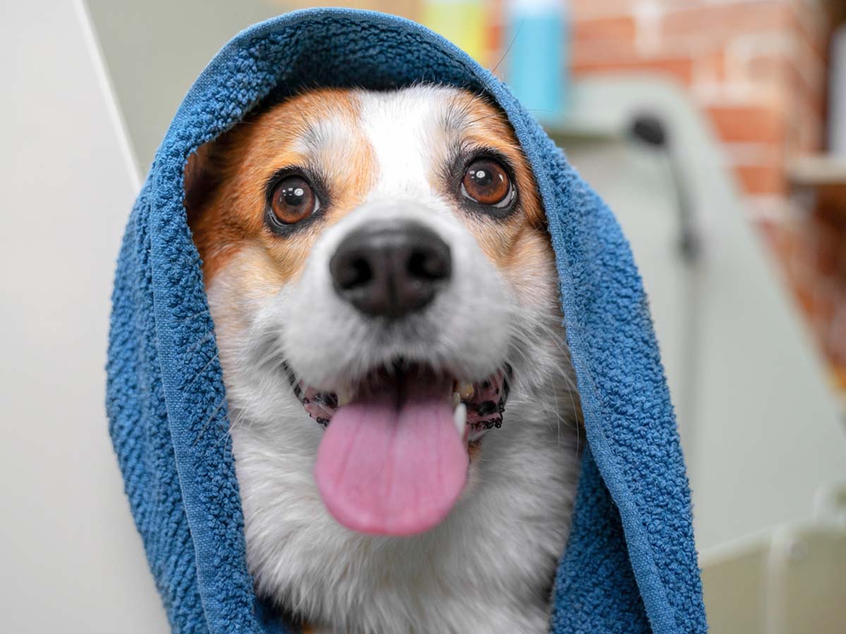 A wet doggy wrapped with a towel