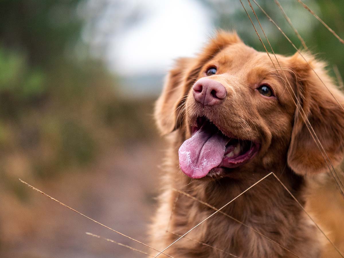 a happy cute and lovable good boy