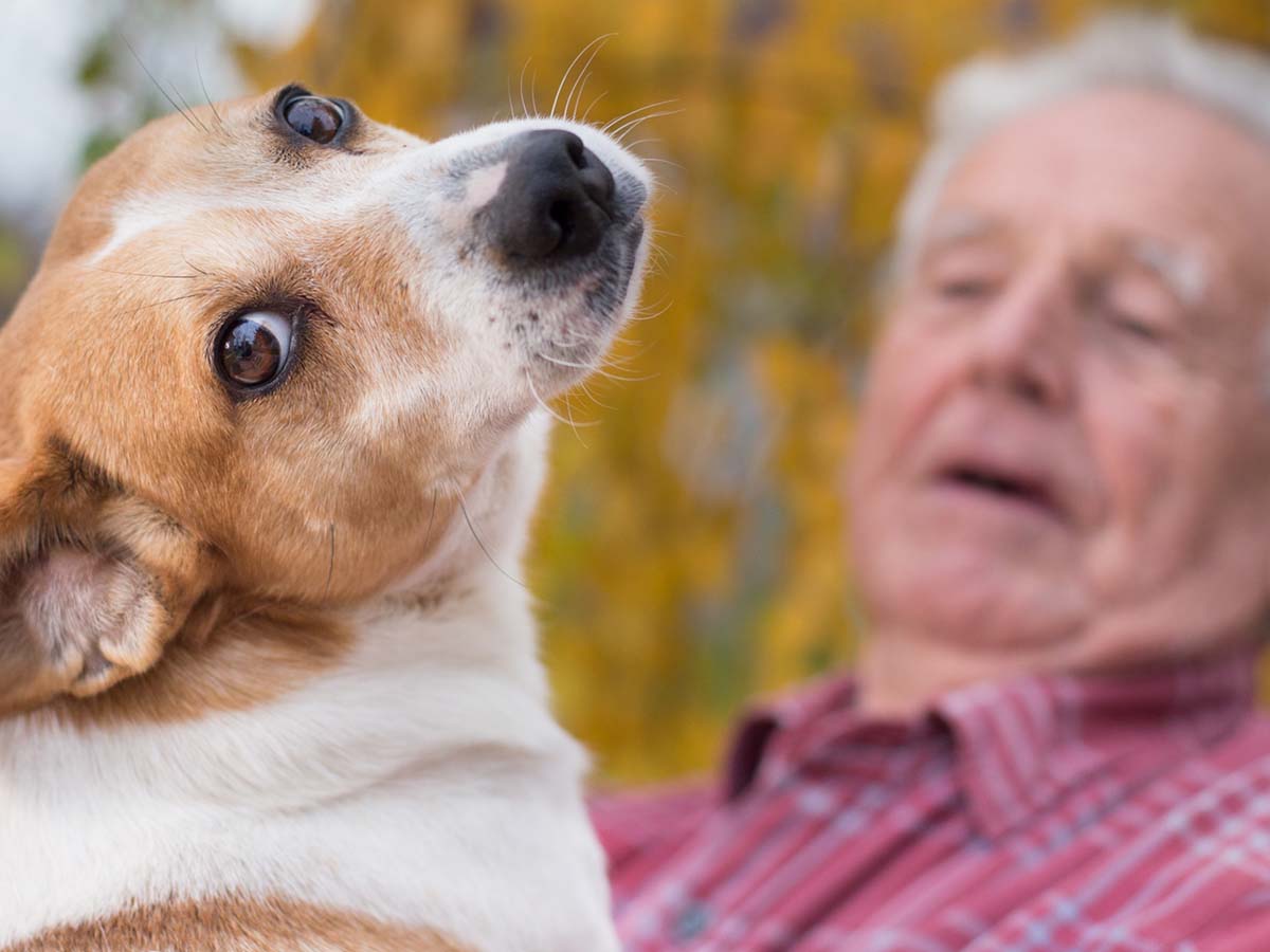 a happy dog on his owner's lap