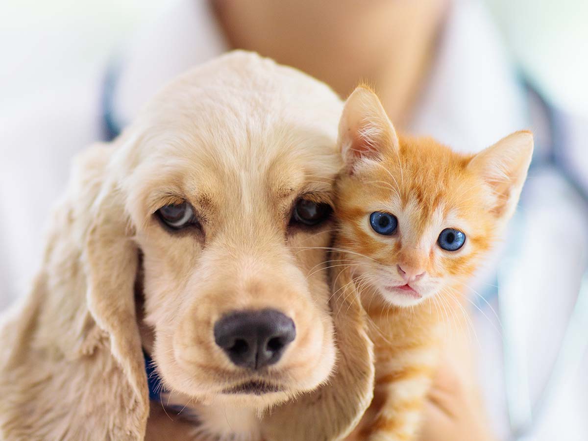 a vet holding a dog and a cat
