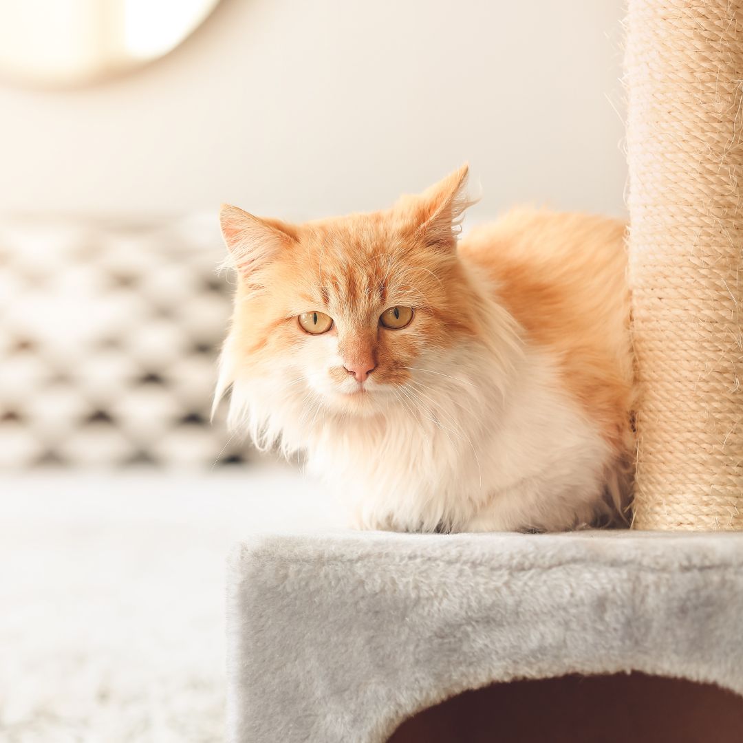 Orange and white cat sitting on cat pole