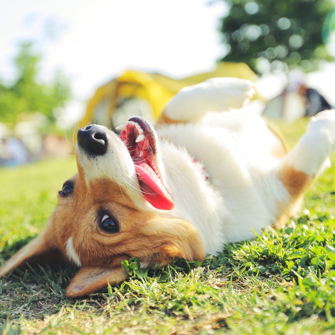 Happy dog rolling around on grass